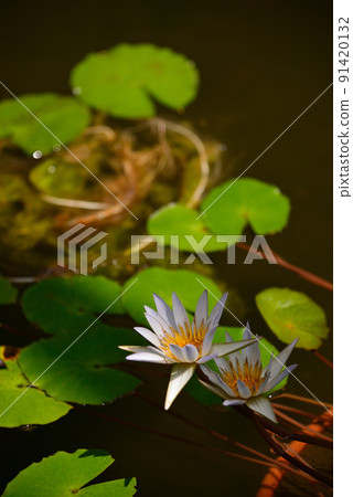 夏天裝飾水面的睡蓮花 91420132