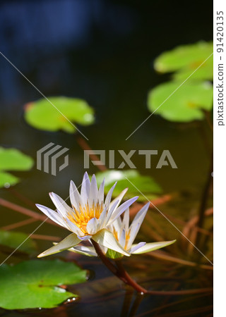 夏天裝飾水面的睡蓮花 夏天裝飾水面的睡蓮花 91420135