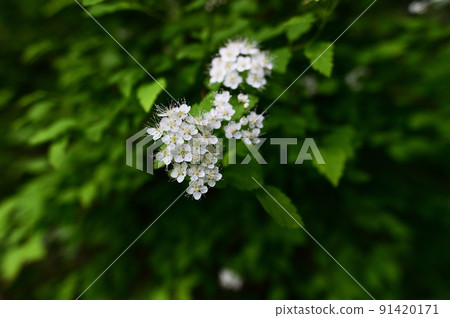 有許多小白花的繡線菊 91420171