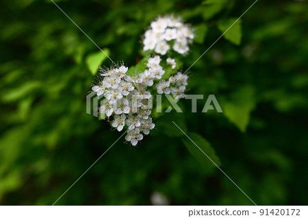 有許多小白花的繡線菊 有許多小白花的繡線菊 91420172