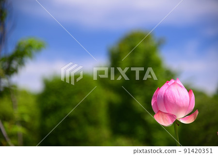 夏日早晨盛開的哈斯花 夏日早晨盛開的哈斯花 91420351