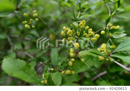 Berberis amurensis with thorns on yellow flower branches 91420613
