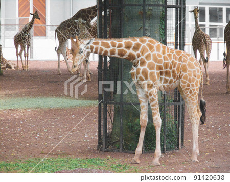 打嗝很長的可愛長頸鹿,東京都能看到的動物園,暑假,長頸鹿 打嗝很長的可愛長頸鹿,東京都能看到的動物園,暑假,長頸鹿 91420638