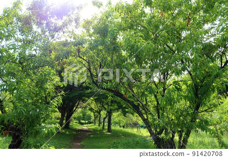 A road scenery to stroll through the fresh green peach forest during the rainy season 91420708