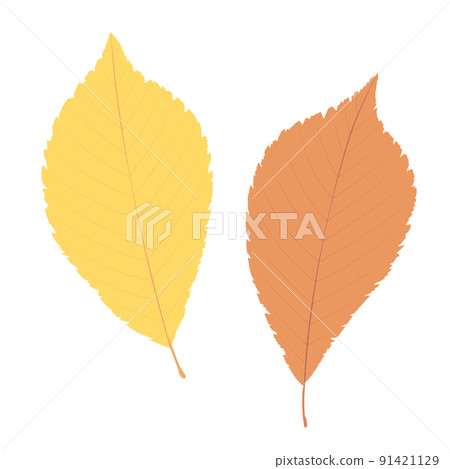 Illustration of flat Harnile leaves 91421129