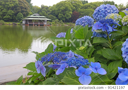 清澄庭園繡球花和涼亭 91421197