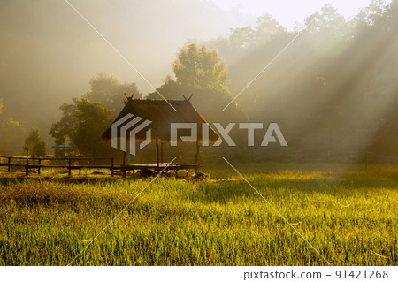 Beautiful morning light, Boon Kho Ku So Bridge is located in Pam Bok Village. 91421268