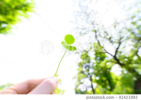 In the fresh green forest In the fresh green forest 91421993