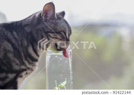 夏天貓在窗邊喝水 91422144