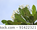 Plumeria 2 91422321