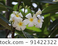 Plumeria 3 91422322