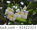 Plumeria 4 91422323