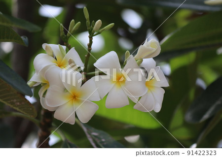 雞蛋花 4 91422323