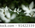 花 91422339