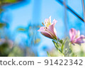 花 91422342