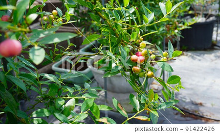 紅藍莓樹 紅藍莓樹 91422426