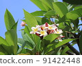 Plumeria 5 91422448