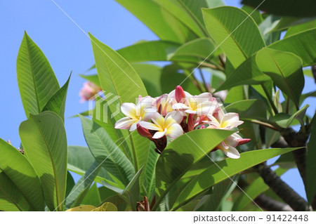 Plumeria 5 91422448