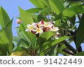Plumeria 6 91422449