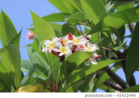 Plumeria 6 91422449