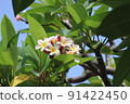 Plumeria 7 91422450