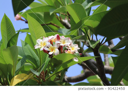 Plumeria 7 91422450