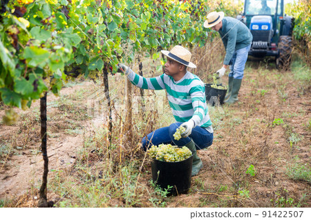 Hispanic farmer harvesting ripe grapes at vineyard Hispanic farmer harvesting ripe grapes at vineyard 91422507