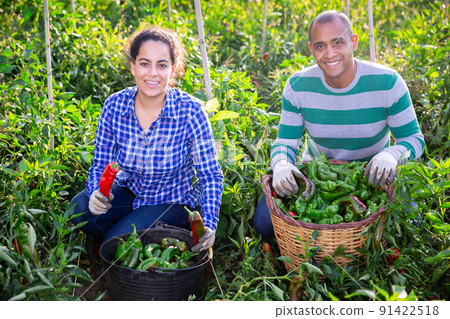 Successful farmer couple showing bell peppers crop Successful farmer couple showing bell peppers crop 91422518