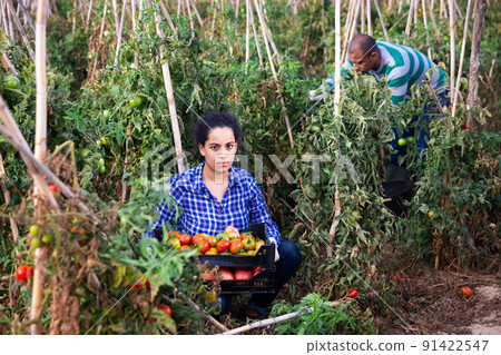 Successful female gardener with ripe red tomatoes on the field 91422547