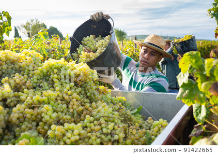 Hispanic man owner of vineyard pouring crop of grapes in truck 91422665