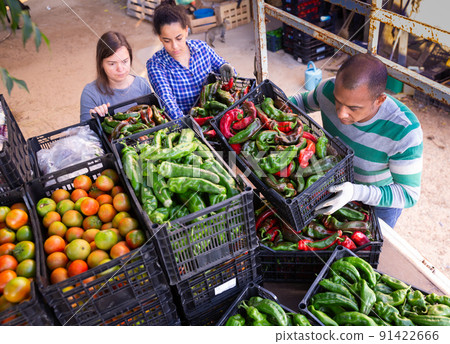 Farmers load crates of ripe bell peppers into car 91422666