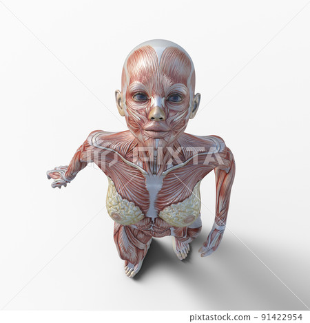 Muscle specimen female perming3DCG illustration material 91422954
