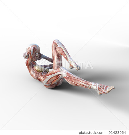 Muscle specimen female perming3DCG illustration material 91422964
