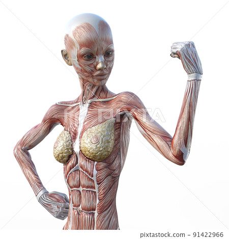 Muscle specimen female perming3DCG illustration material 91422966