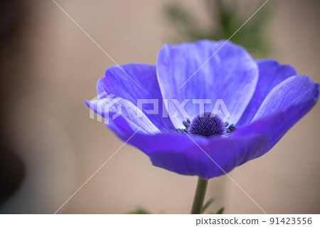 銀蓮花花春天形象 銀蓮花花春天形象 91423556