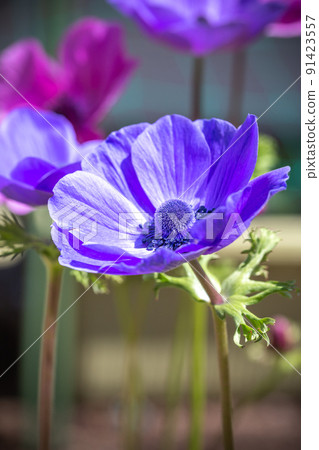 銀蓮花花春天形象 91423557