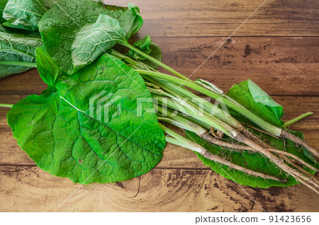 春季蔬菜葉牛蒡 91423656