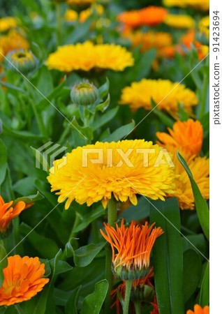 金盞花 金盞花 91423694