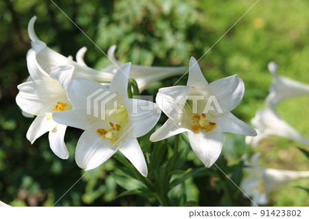 復活節百合(槍百合)日野本 復活節百合(槍百合)日野本 91423802