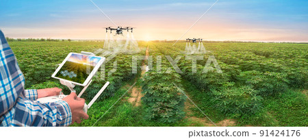 row of cassava tree in field. Growing cassava, young shoots growing. The cassava is the tropical food plant,it is a cash crop in Thailand. This is the landscape of cassava plantation in the Thailand. 91424176