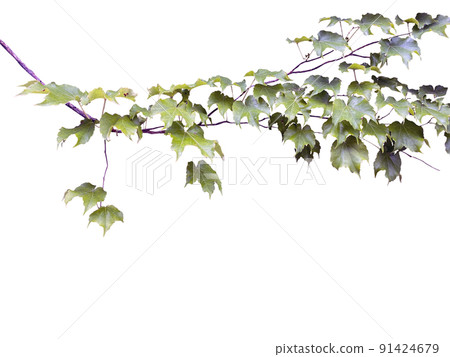 常春藤, 常春藤, 常春藤 常春藤, 常春藤, 常春藤 91424679