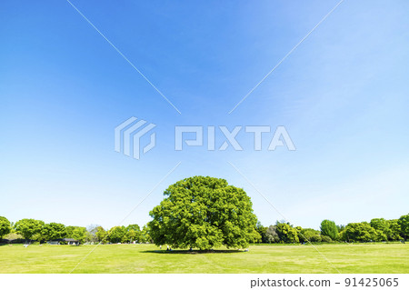 與綠色和藍天的風景 與綠色和藍天的風景 91425065