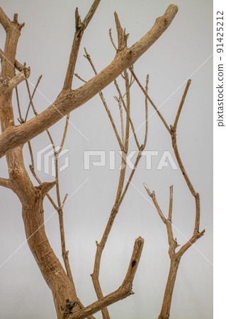 白色背景上排列著的日本牡丹枯枝 白色背景上排列著的日本牡丹枯枝 91425212