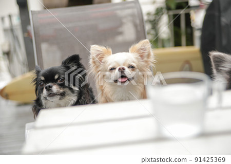 Two long coat Chihuahuas sitting on the terrace of a dog cafe Two long coat Chihuahuas sitting on the terrace of a dog cafe 91425369