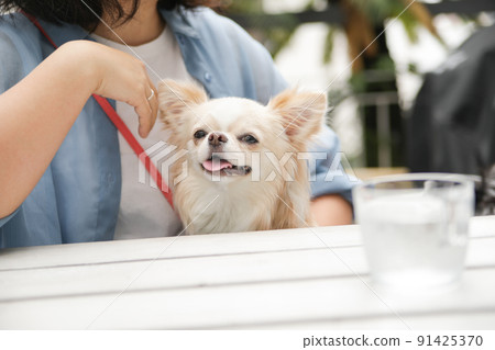 A cream-colored long coat Chihuahua held by a woman on her lap on the terrace of a dog cafe 91425370