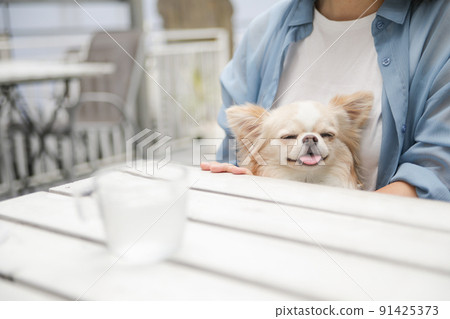 A cream-colored long coat Chihuahua held by a woman on her lap on the terrace of a dog cafe A cream-colored long coat Chihuahua held by a woman on her lap on the terrace of a dog cafe 91425373
