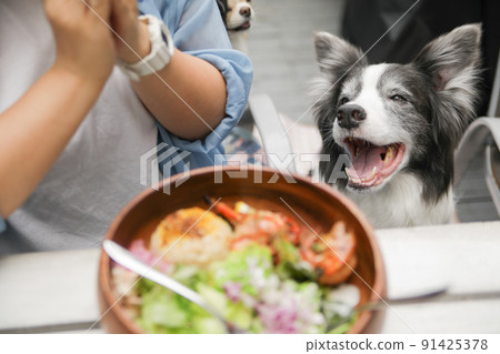 Border Collie staring at it next to the owner eating on the terrace of the dog cafe 91425378
