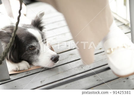 Border Collie flirting under the owner sitting on the terrace of the dog cafe 91425381