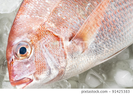 Red snapper Red snapper 91425383