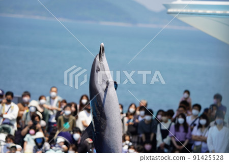 Energetic dolphins 91425528